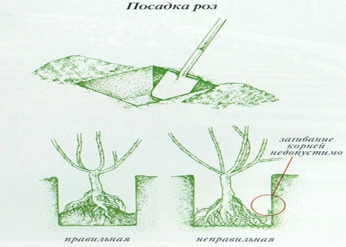 При посадке роз ширина ямы должна быть достаточной для свободного расположения корней.