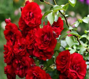 Плетистая роза, сорт «Сантана».