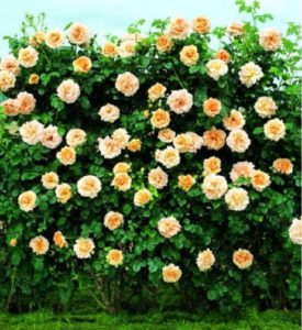 Плетистая роза «Полька» хорошо формируется, как крупный шраб.
