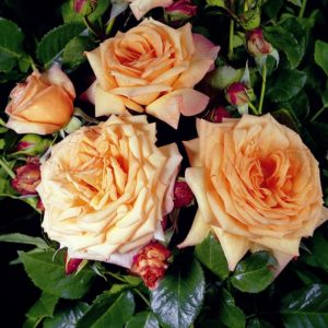 Роза Barock может расти в полутени или тени, но при этом плохо формирует плетистую форму и менее обильно цветёт.