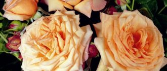 Описание плетистой розы Barock и отзывы розоводов