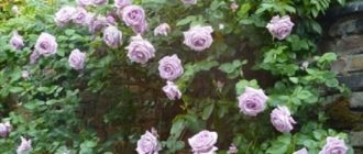 Плетистая роза Blue Moon Cl. (Блю Мун): описание и выращивание