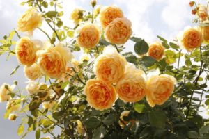 Чем теплее лето, тем выше вырастает роза Golden Celebration.