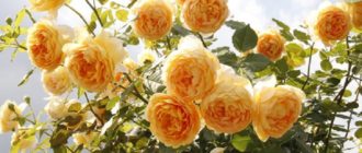 Выращивание розы Golden Celebration в плетистой форме