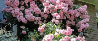Сорта плетистых роз для выращивания в Сибири