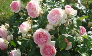 Цветок розы Pierre de Ronsard пышнее, чем у розы Swan Lake, но более ярко окрашен и менее устойчив к дождю.