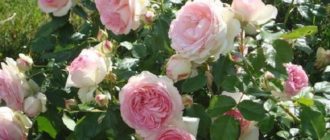 Плетистая роза Swan Lake: характеристика и использование в саду