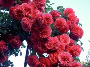 Выращивание плетистых роз с пионовидными цветками требует качественной опоры, поскольку иногда под тяжестью цветов кусты заваливаются