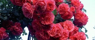 Плетистая роза Rosarium Uetersen отлично зарекомендовала себя при выращивании в средней полосе