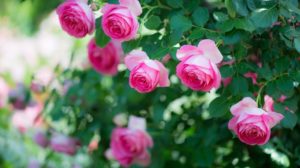 Опрыскивать розы инсектицидами «на всякий случай», при полном благополучии в саду, не нужно