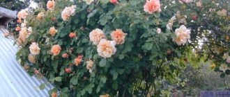 Плетистые розы Харкнесса