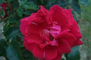 Сорт плетистой розы ««New Dawn Red» (Étendard)