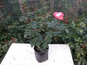 Посадка розы с закрытой корневой системой в открытый грунт весной