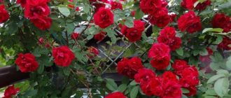 Лучшие красные сорта плетистых роз