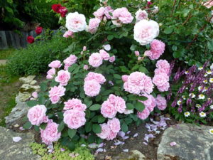 Роза «Прейри Джой» сочетает великолепную форму цветка и аккуратный компактный куст.