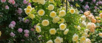 Для здоровья и хорошего цветения пионовидным розам необходимо достаточное количество солнечного цвета