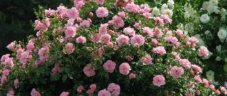 Неукрывные парковые розы: сорта и отзывы