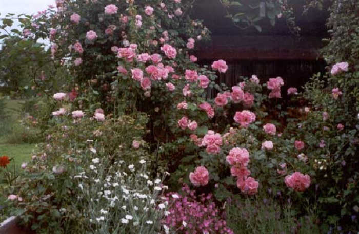 4.Роза «Gerbe Rose» популярна в Южной и Средней Европе с начала 19 века и до сих пор.