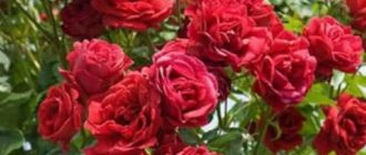 Роза плетистая Мушимара