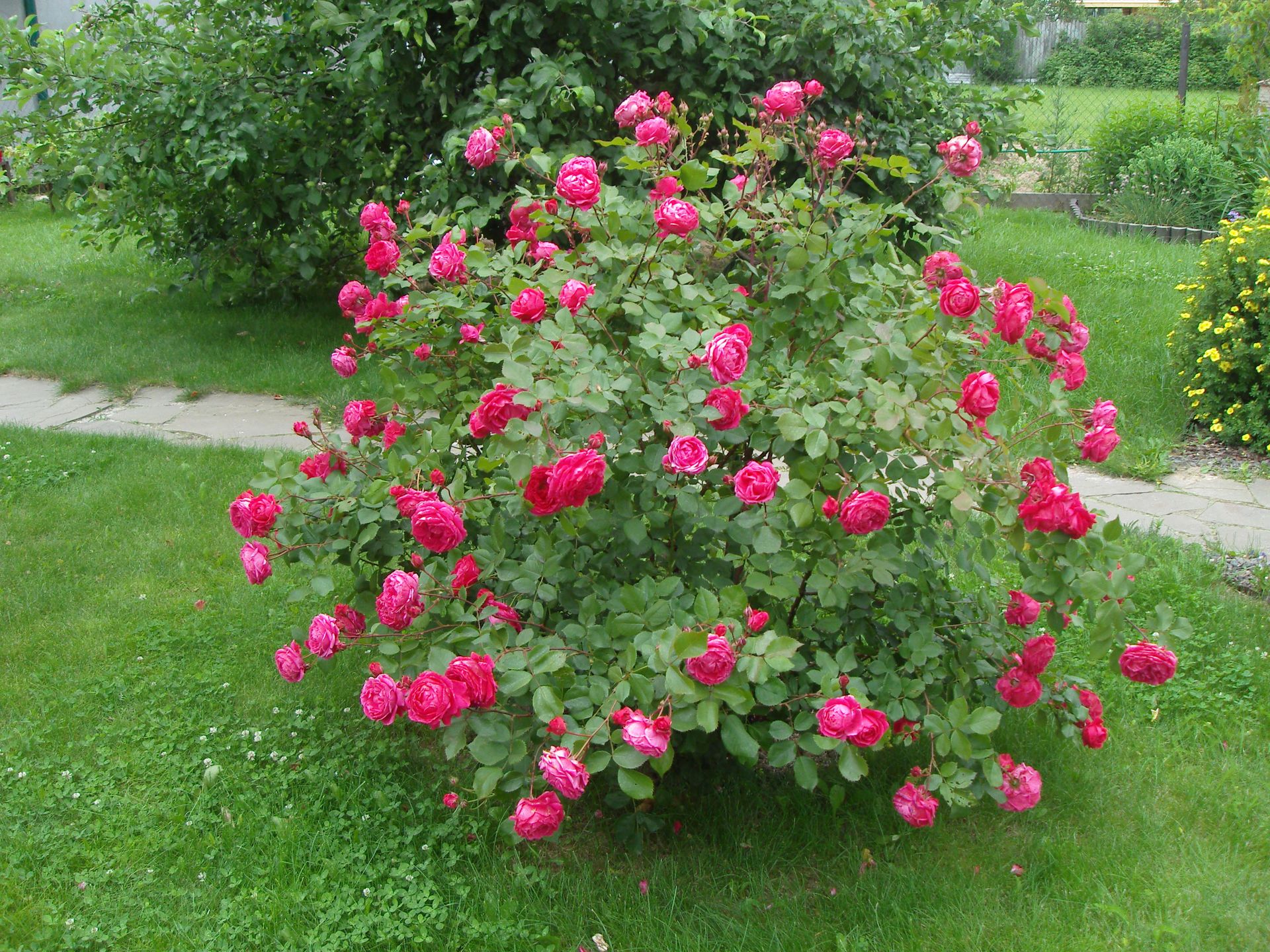 Роза аппалачи канадская фото и описание