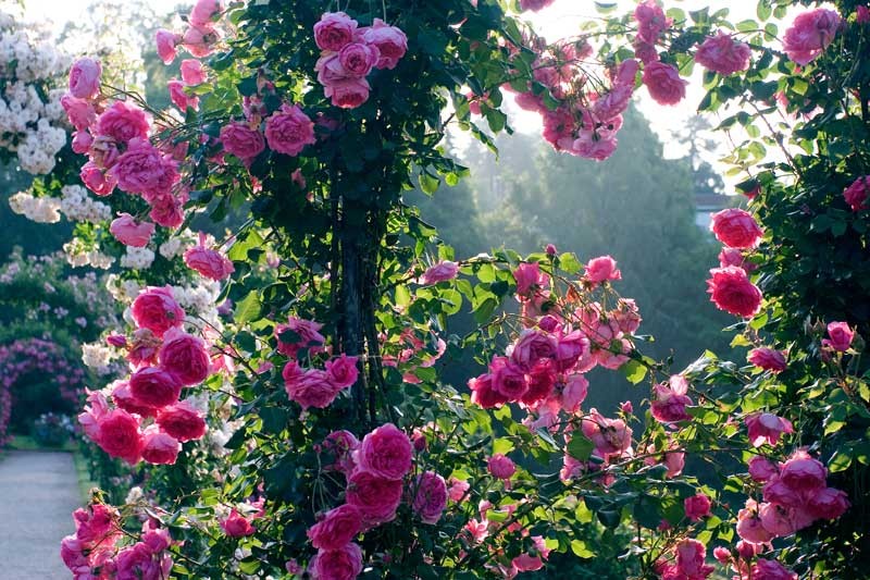 Какие плетистые розы цветут все лето фото и названия