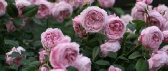 Английские парковые розы