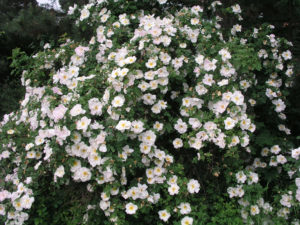 Цветение розы «Невада» такое обильное, что из-за цветков не видно листвы.