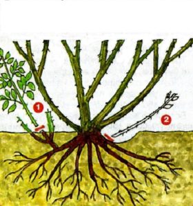 1 – неграмотная обрезка выше уровня грунта стимулирует рост диких побегов от корней подвоя; 2 – вырезка до основания прекращает рост дичков.