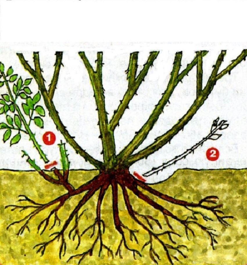 Как определить место прививки у розы при посадке фото