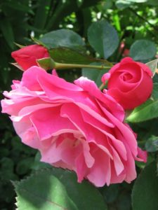 IMG1. Этюд не стоит сочетать с другими цветами розового цвета, иначе вся прелесть и изящность цветка потеряется на общем фоне.