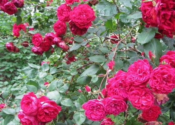 IMG1. Сорт Квадро один из представителей канадских плестистых роз, который имеет махровые декоративные цветы.