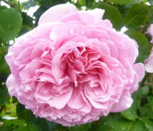 Главное достоинство розы Bienvenue – великолепный ароматный цветок старинной формы.