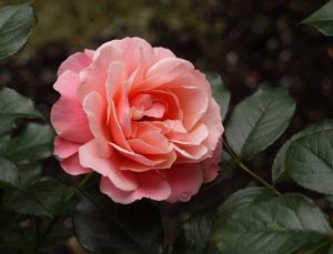 Роза Botticelli очень ценится розоводами за совершенство цветка.
