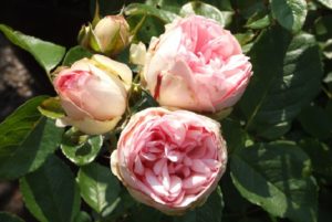 По мере роспуска форма цветка розы Charming Piano меняется от шаровидной до чашевидной.