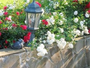 Для обильного и продолжительного цветения почвопокровным розам нужно хорошее освещение.