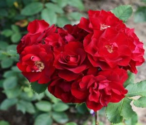 Роза канадской коллекции «Катбер Грант» (Cuthbert Grant).