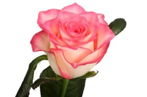 По внешнему виду и условиям произрастания сорт «Джамиля» обладает типичными качествами группы чайно-гибридных роз.