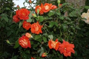 Чайно-гибридная роза «Лас Вегас» - выведена Рамьером Кордесом в 1981 году, путем скрещивания сортов «Feuerzauber» и «Ludwigshafen am Rhein».
