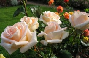 Чайно-гибридная роза «Prima Donna».