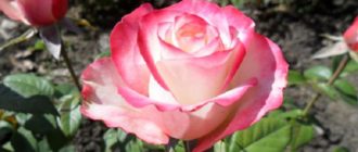 Роза «Свитнес»