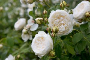 O růži Claire Austin: popis a vlastnosti odrůdy růže