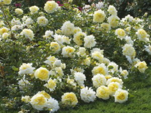 При выращивании в качестве почвопокровной розы куст «Надя Мейяндекор» стелется по земле, покрывая длинными (до 100 см) побегами большую площадь.