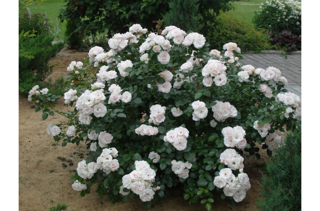 Сорт розы "Аспирин" (Aspirin Rose) + отзывы, описание, посадка, уход, фото