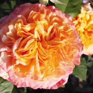 Цветки «Ла Вилла Котта» густомахровые, в каждом до 60 желто-оранжевых лепестков с медным отливом, розовых по периферии.