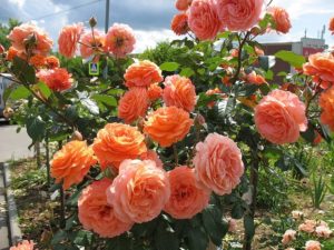 Владельцы розы Belvedere единодушно утверждают, что её цветки не выгорают под солнцем и хорошо держат дождь.