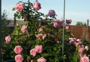 При выращивании в плетистой форме розе Bienvenue необходима подвязка к опоре.