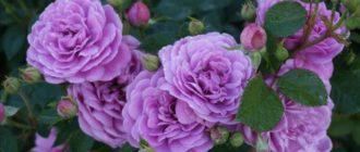 Роза Blue Boy: характеристика, применение в саду отзывы владельцев