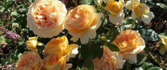Роза Candlelight: как вырастить идеальную розу?Роза Candlelight: как вырастить идеальную розу?