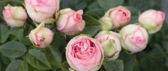 Роза Charming Piano: описание и выращивание