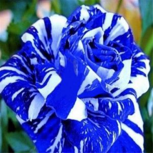 Синих роз не существует ни в природе, ни в селекции.